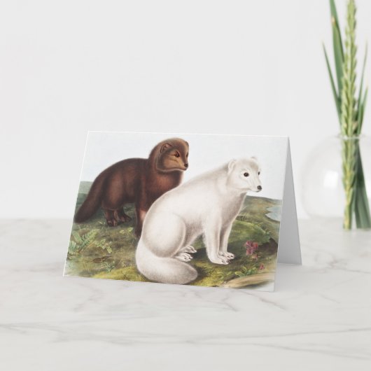 Carte Illustration du renard arctique (Vulpes lagopus) (Devant)