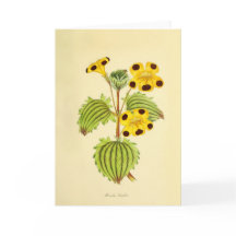 Illustration florale vintage jaune et rouge