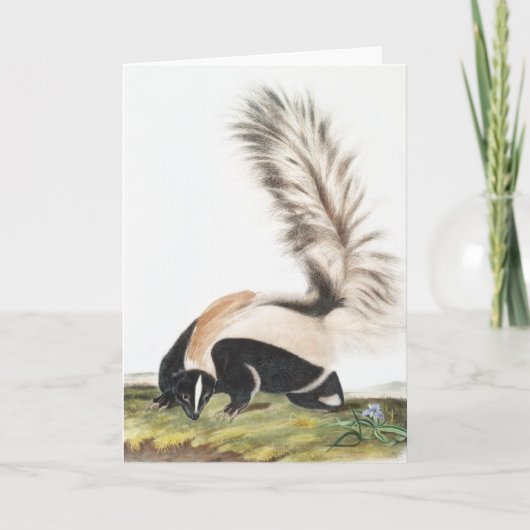 Carte Illustration LargeTail Skunk Mephitis macroura (Devant)