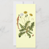 Carte Illustration vintage du Dandelion (Dos)