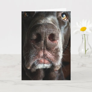 Carte I'm Sorry Chocolate Lab Snout Belated Birthday