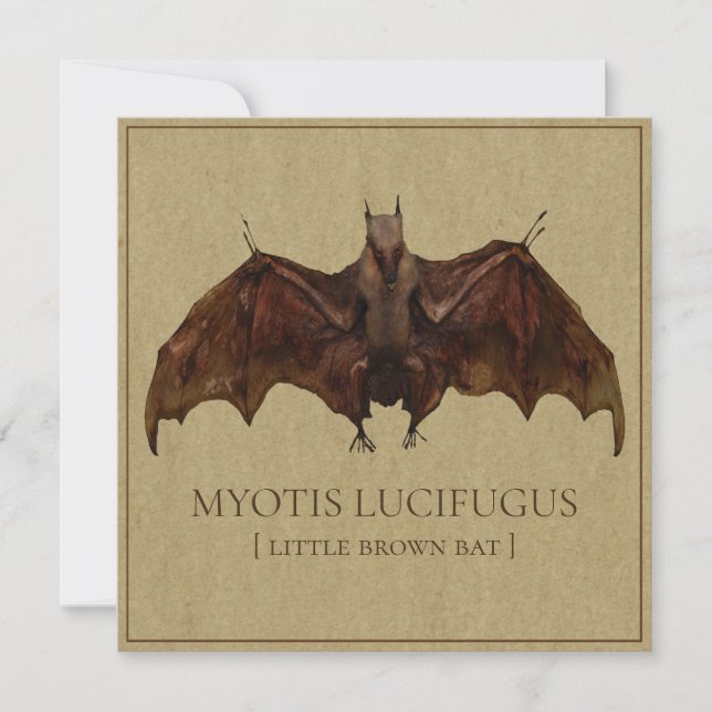 Carte Image de chauve-souris (Devant)