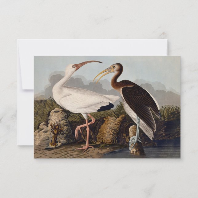 Carte Impression d'oiseau Ibis blanc de John James Audub (Devant)