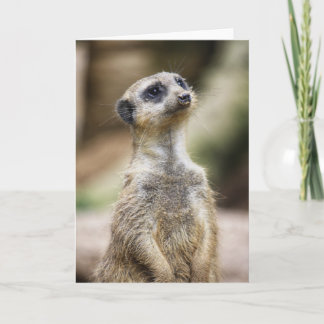 Carte InquisitiveMeerkat
