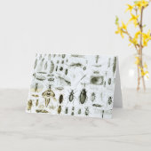 Carte Insectes Entomologiques (Fleur jaune)