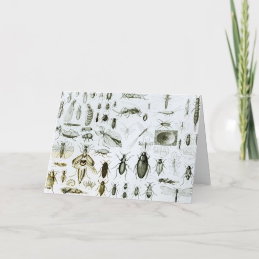 Carte Insectes Entomologiques (Devant)