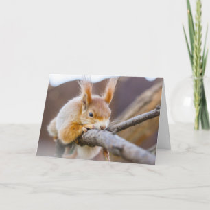 Carte Inspirations de la nature Un écureuil très confort