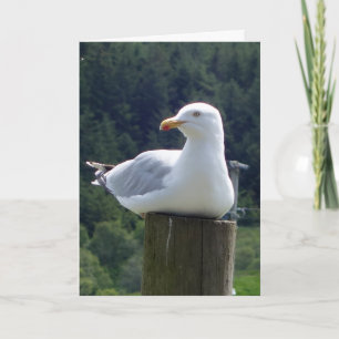 Carte Instant Calme Ami à Plumes Faune Maritime Mouette