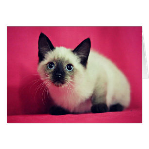 Carte intérieure en blanc Kitten Siamese