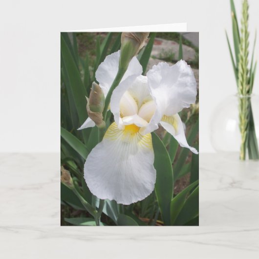 Carte Iris blanc (Devant)