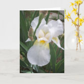Carte Iris blanc (Fleur jaune)