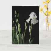 Carte Iris blanc dans l'obscurité de la nuit (Fleur jaune)