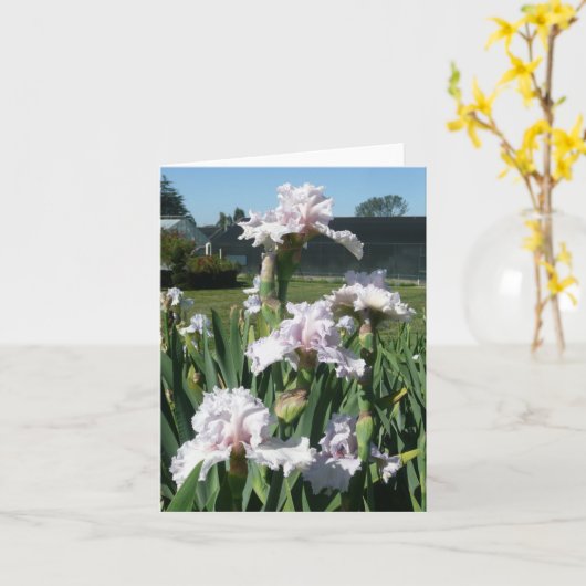 CARTE IRIS - FROSTING STAWBERRY - Carte de note bl (Fleur jaune)