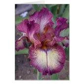 Carte Iris "Innocent Star" - Vide (Devant)