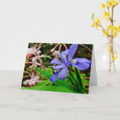 Carte Iris nain crêté (Fleur jaune)