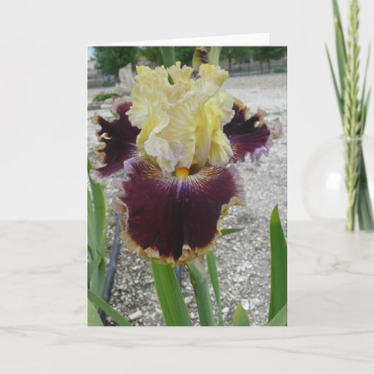 Carte Iris vierge - "BATAILLE DES BANDES" (Devant)