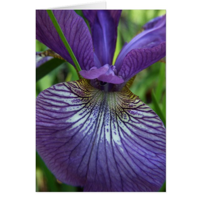 Carte Iris Violet (Devant)