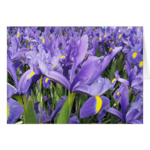 Carte Iris Violets (Intérieur vierge)