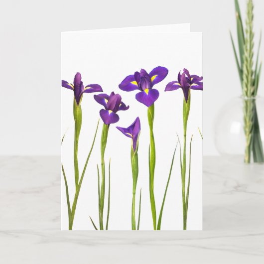 Carte Iris violets isolés sur un arrière - plan blanc (Devant)
