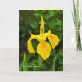 Carte Irises Jaunes (Devant)