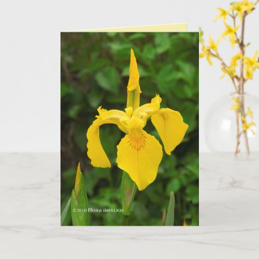 Carte Irises Jaunes (Fleur jaune)