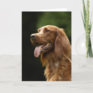Carte Irish Setter 2