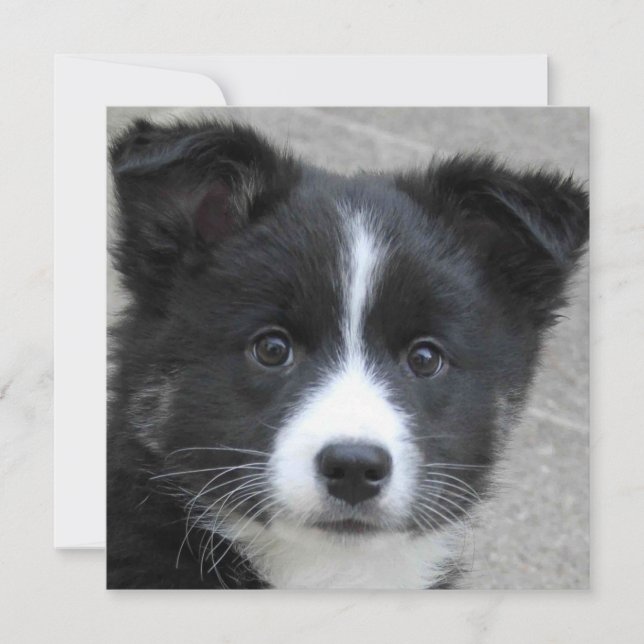 Carte Irish Sheepdog 2014-0804 (Devant)