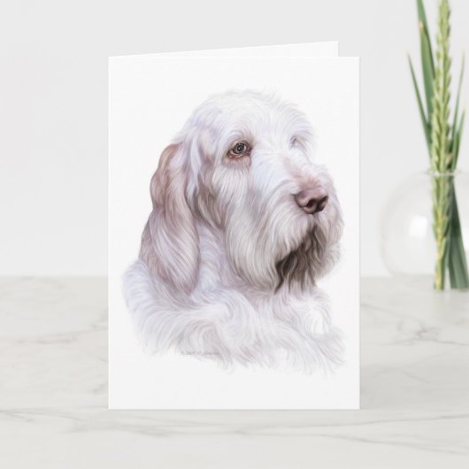 Carte Italien Spinone Italiano (Devant)