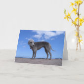 Carte ixus 057 de canon (Fleur jaune)