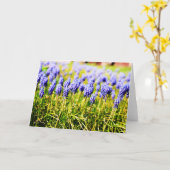 Carte Jacinthes des vignes au printemps (Fleur jaune)