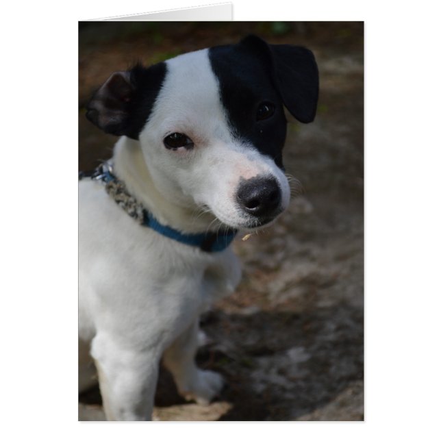 Carte Jack Russell Terrier (Devant)
