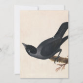 Carte Jackdaw | William Lewin (Devant)