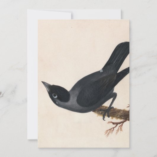 Carte Jackdaw | William Lewin (Devant)