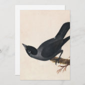 Carte Jackdaw | William Lewin (Devant / Derrière)
