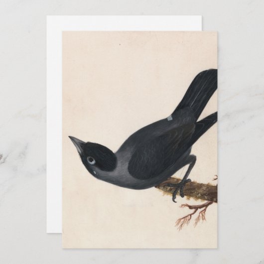 Carte Jackdaw | William Lewin (Devant / Derrière)