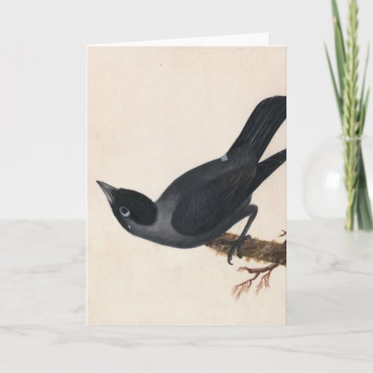 Carte Jackdaw | William Lewin (Devant)