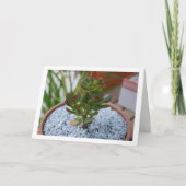 Carte Jade Plante, Lucky Money Plante (Devant)