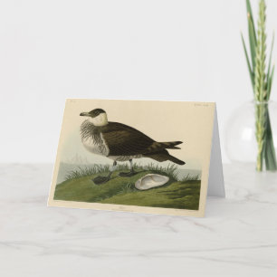Carte Jager (Pomarine Jaeger) Audubon's Birds of America