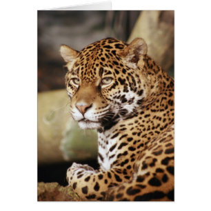 Carte Jaguar