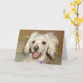 Carte J'Aime Mon Petit Poodle De Chien Blanc / Mélange D (Fleur jaune)