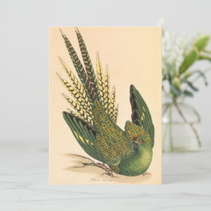 Carte James Sowerby Parrot terrestre, Psittacus terrestr