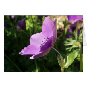 Carte Jardin Anemone