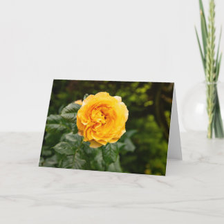Carte Jardin de roses rose poudrée