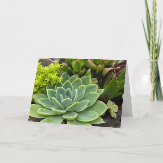 Carte Jardin succulent (Devant)