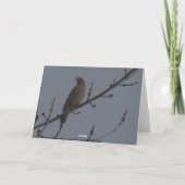 Carte Jaseur de cèdre (Dos)