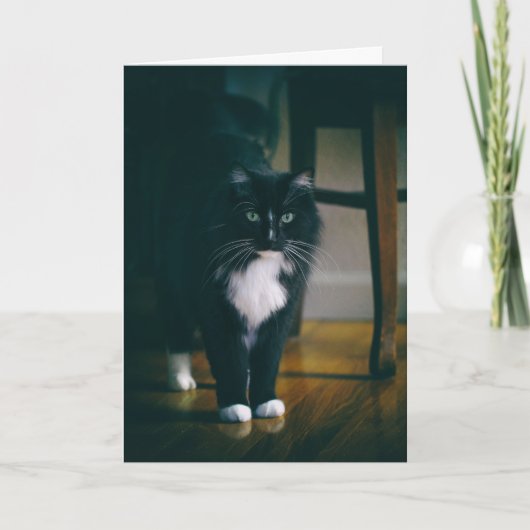 Carte Jasper le chat tuxedo (Devant)