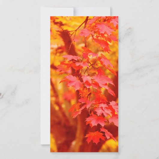 CARTE JAUNE ROUGE AUTOMNE LES FEUILLES TOMBENT MAPLE NAT (Devant)