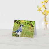 Carte Jay bleu du nord (Fleur jaune)
