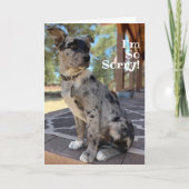 Carte Je suis désolé Brindle Chien de Vache Aîné Anniver (Devant)