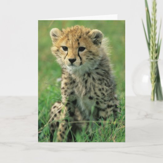 Carte Jeune Guépard Flou (Devant)